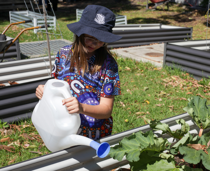 One student is holding a watering can in the vegetable patch. It is sunny and she is wearing a hat and vibrant indigenous shirt.. She is watering large, leafy greens.